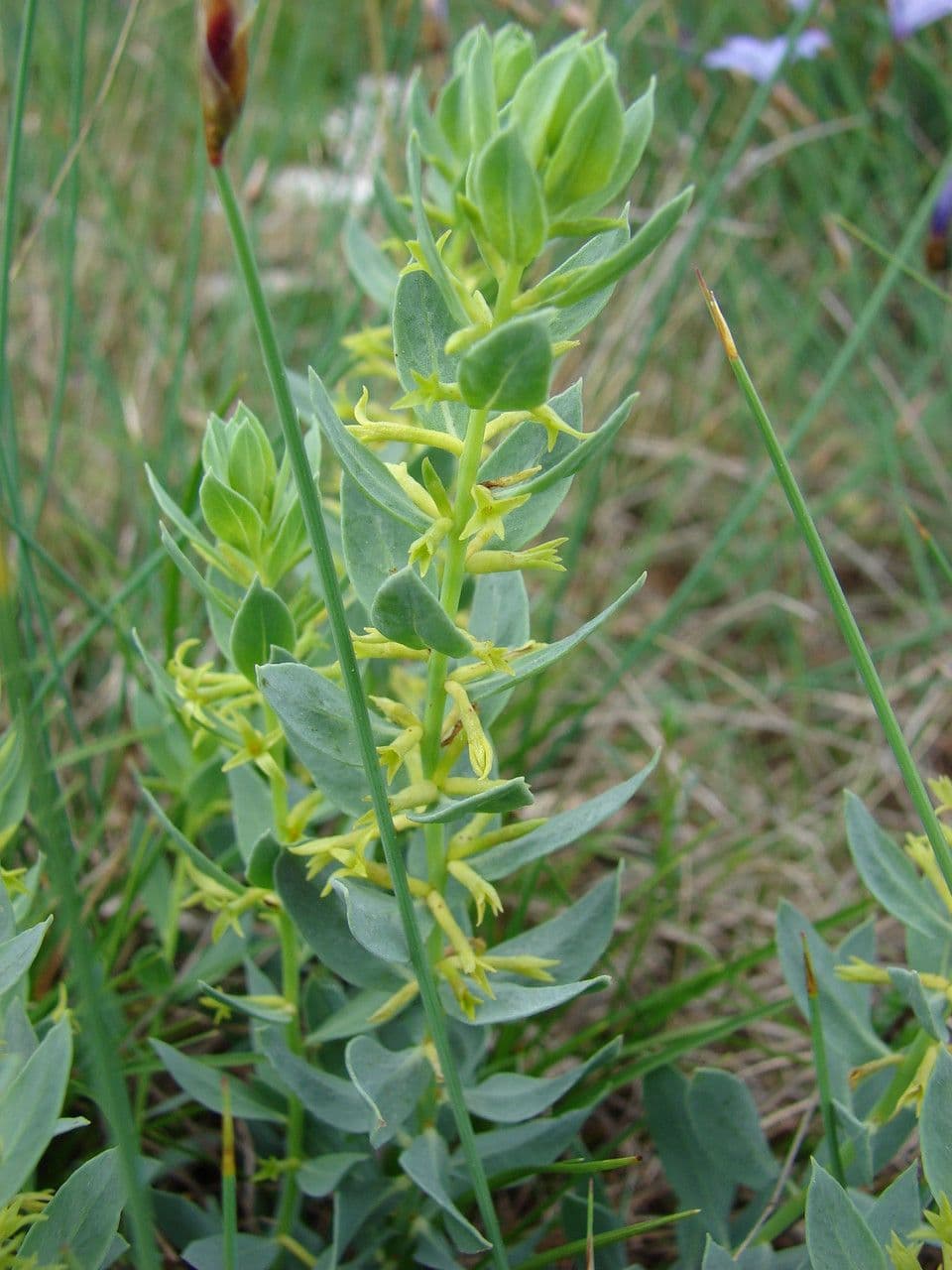 Thymelaea sanamunda 10