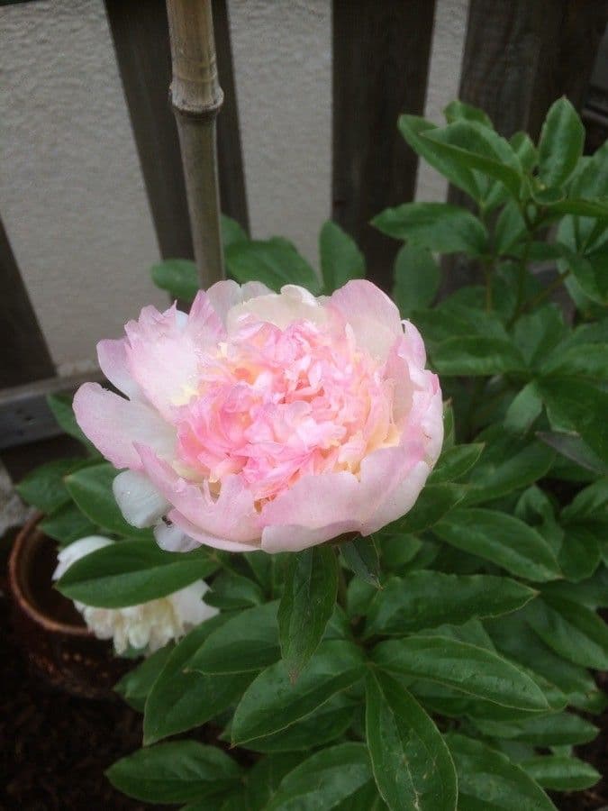 Peonia 10