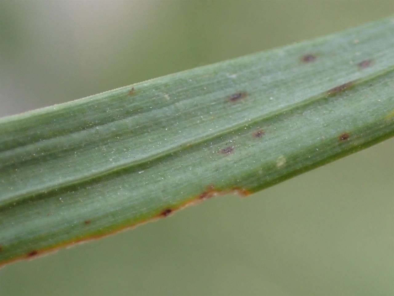Espiguilla 16