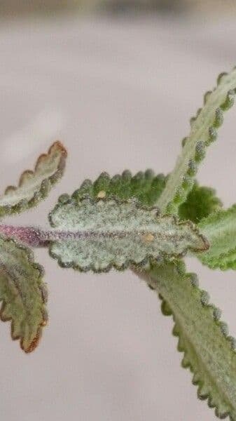 Salvia 6