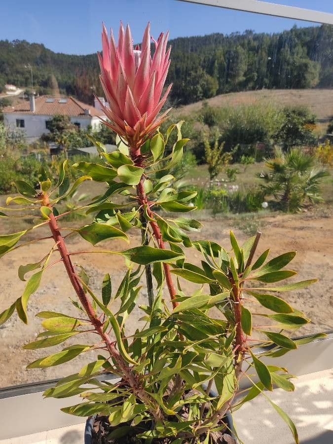 Protea carciofoide 17