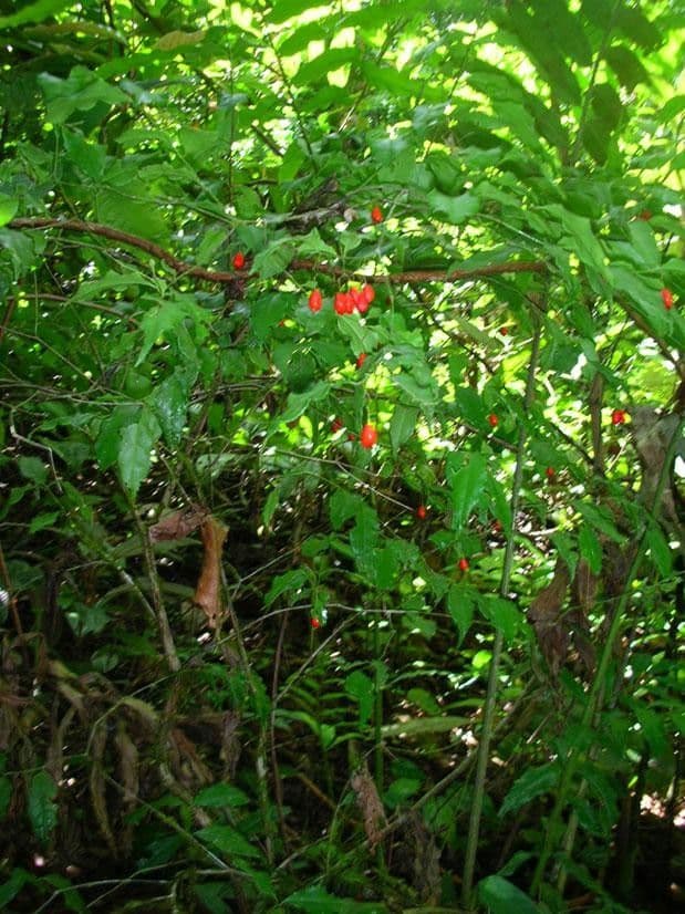 Crossopetalum 4