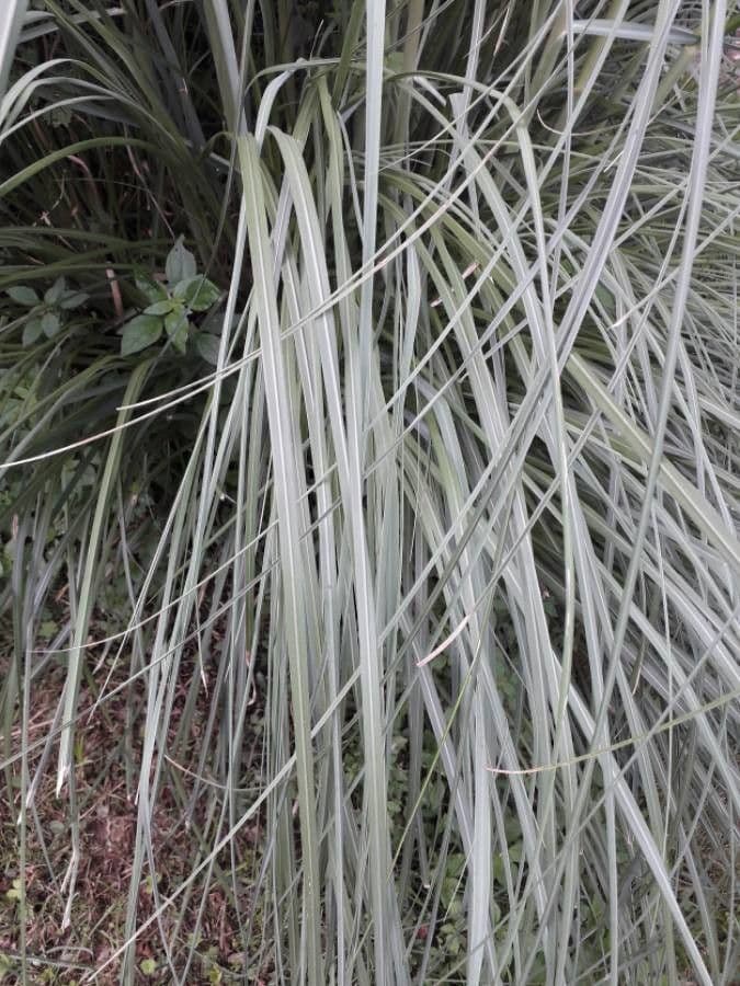Erba delle pampas 20