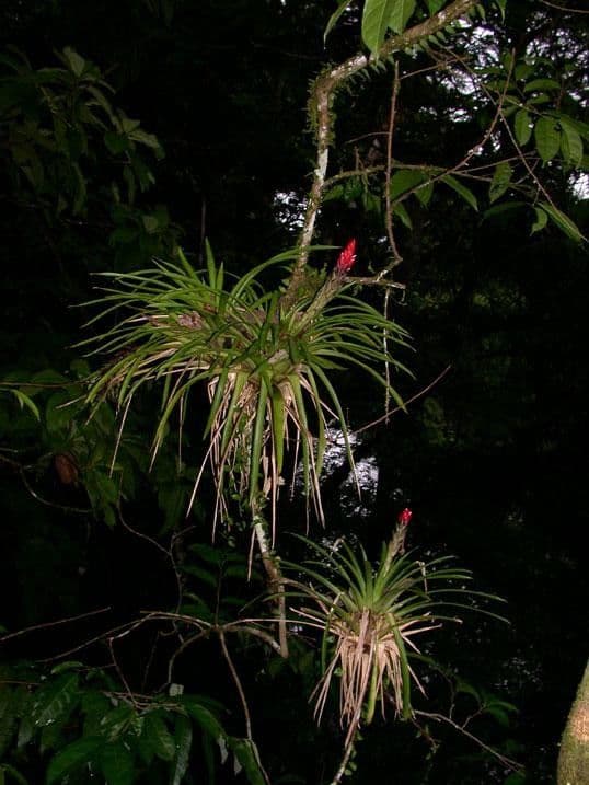 Guzmania monostachia 29