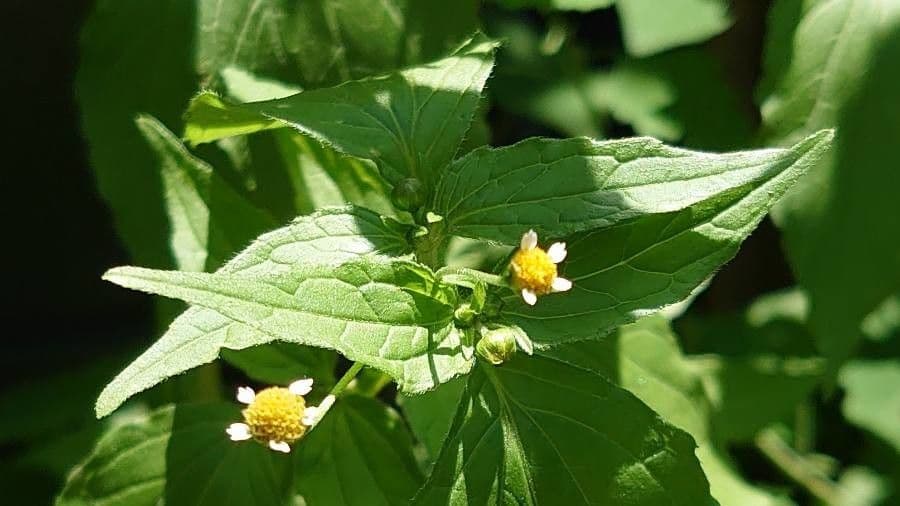 Galinsoga comune 9