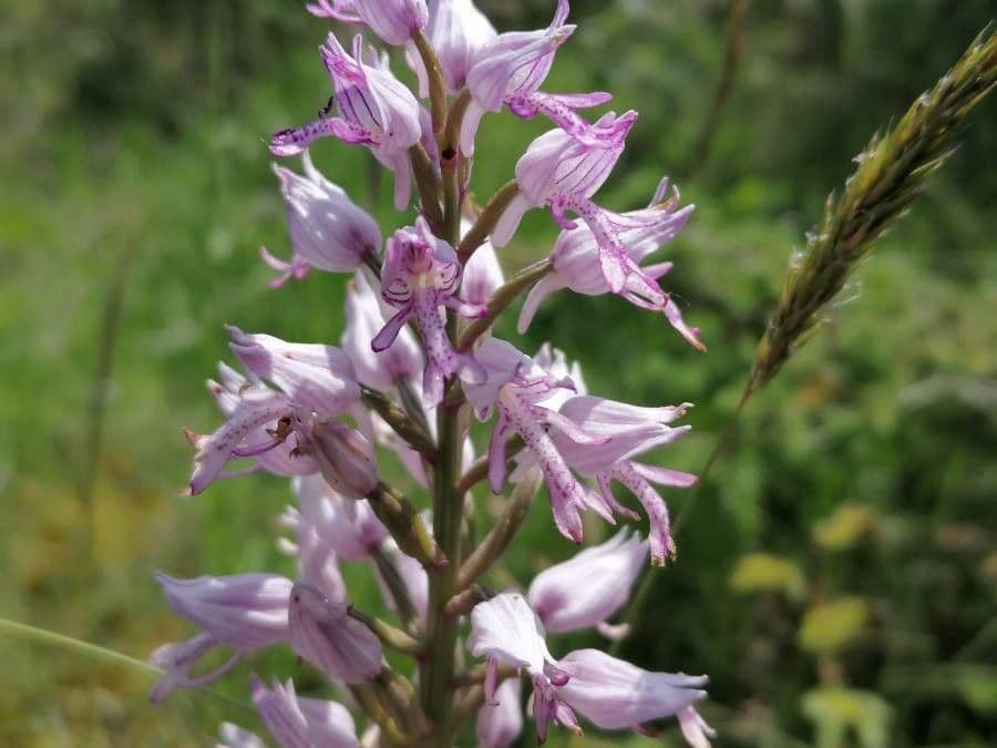 Orchidea militare 2