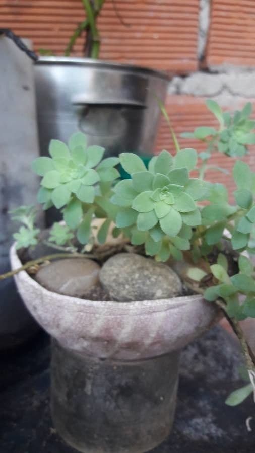 Sedum