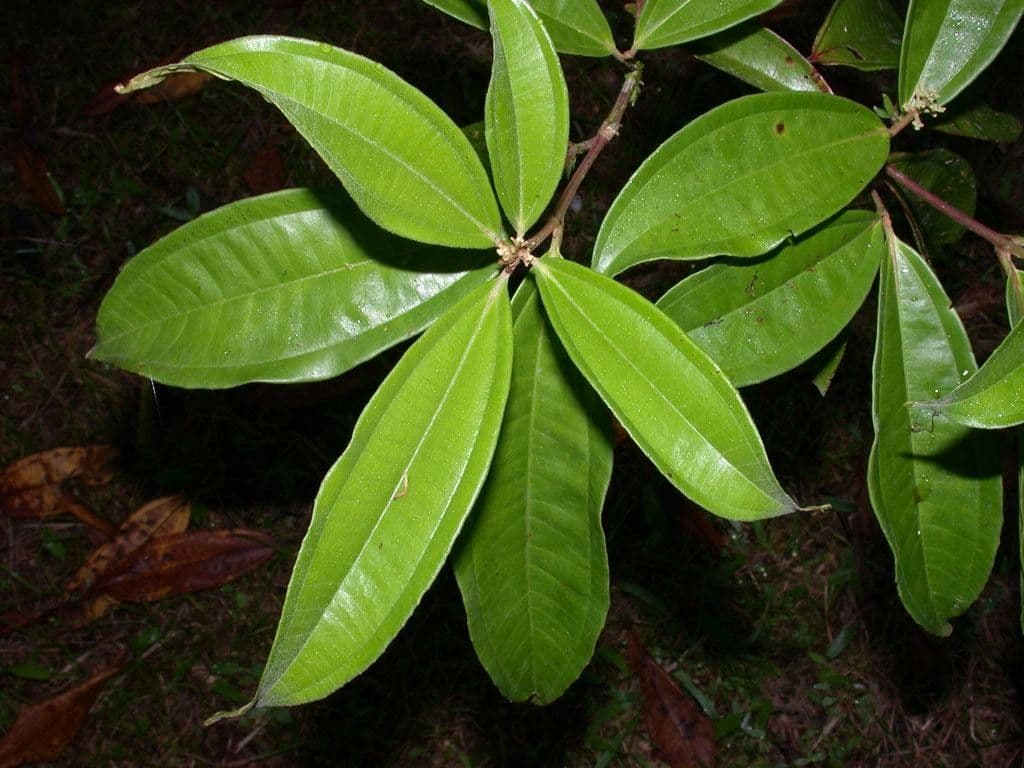 Miconia 17
