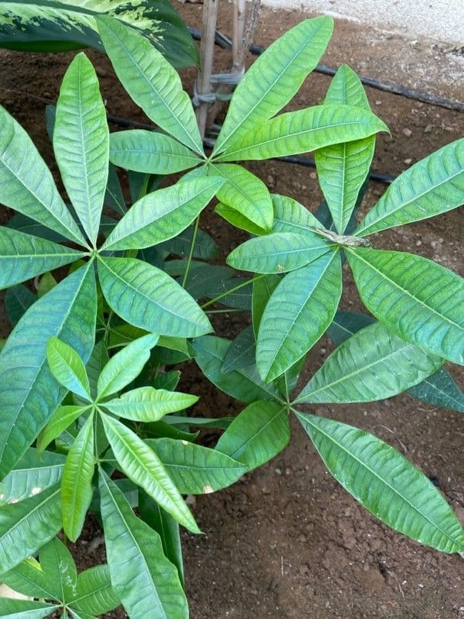 Pachira acquatica 20