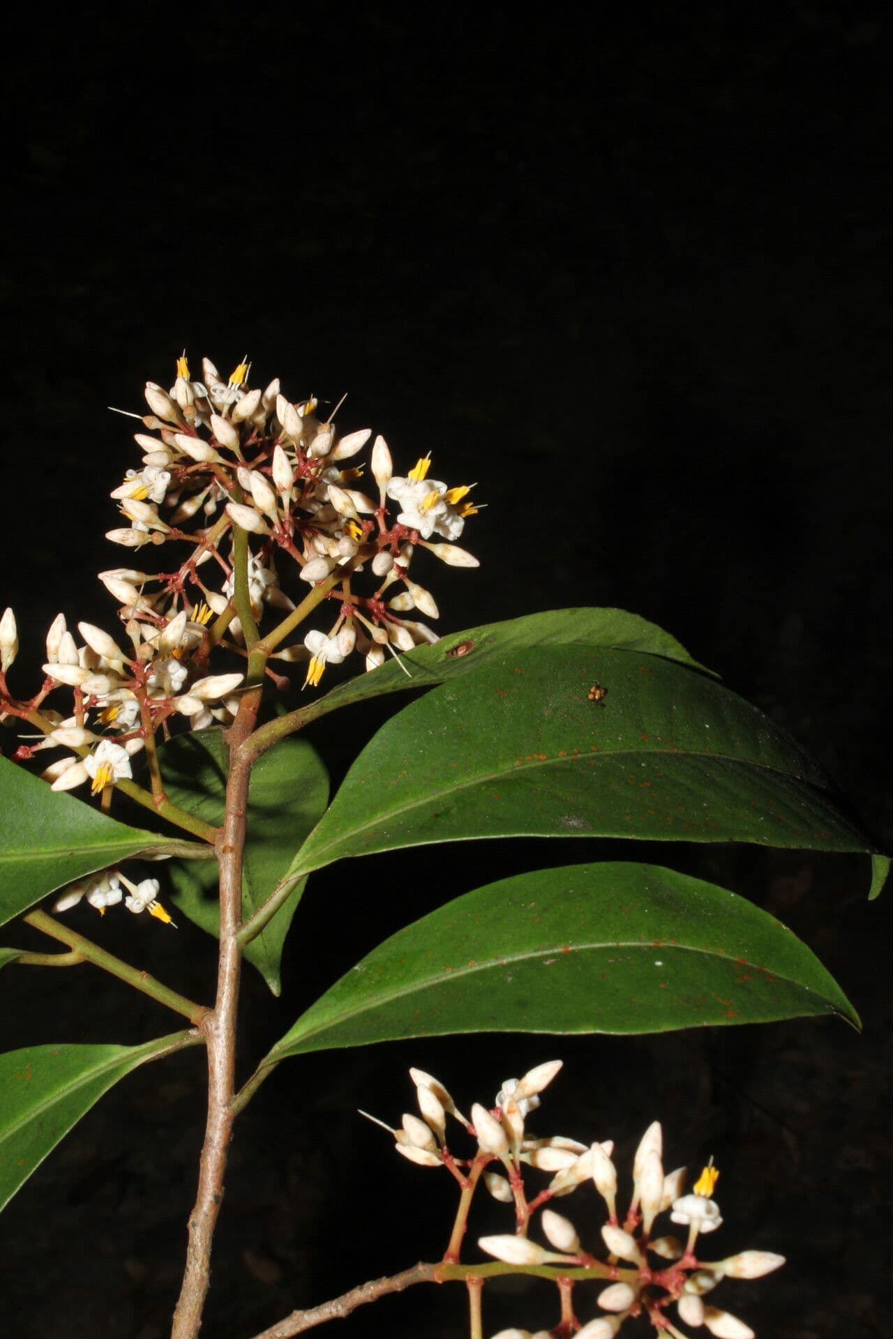 Ardisia 8