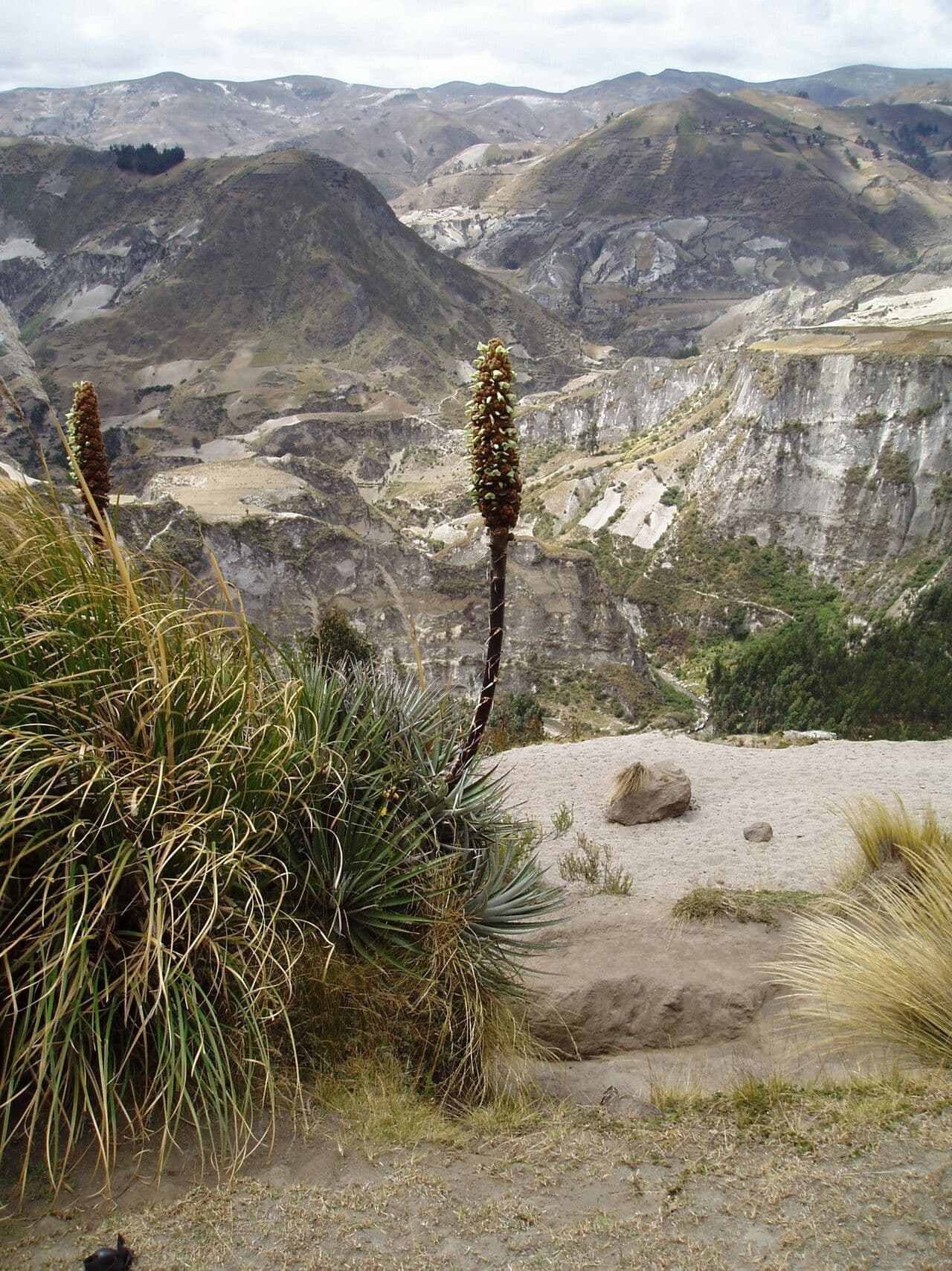 Puya 7