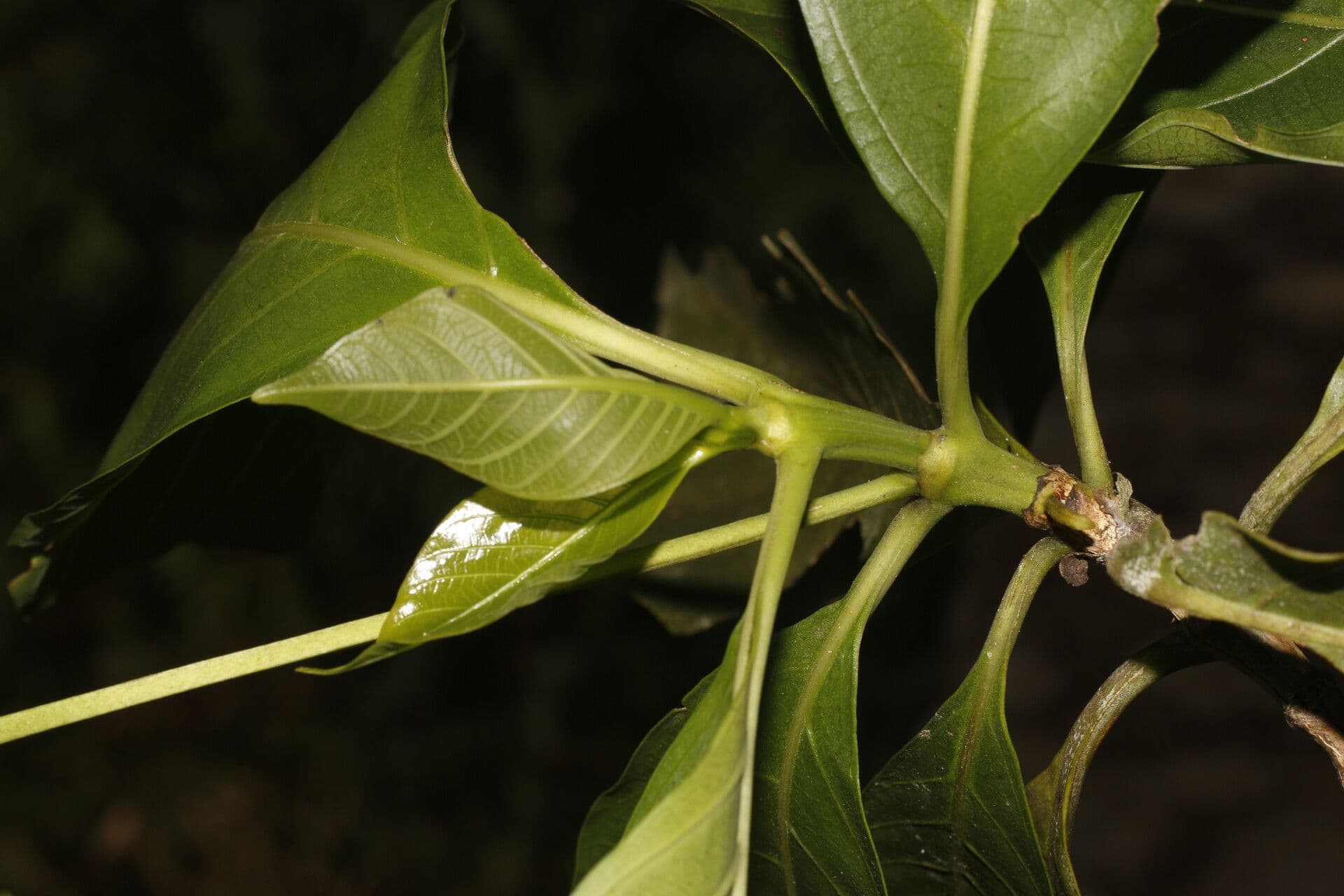 Morinda 7