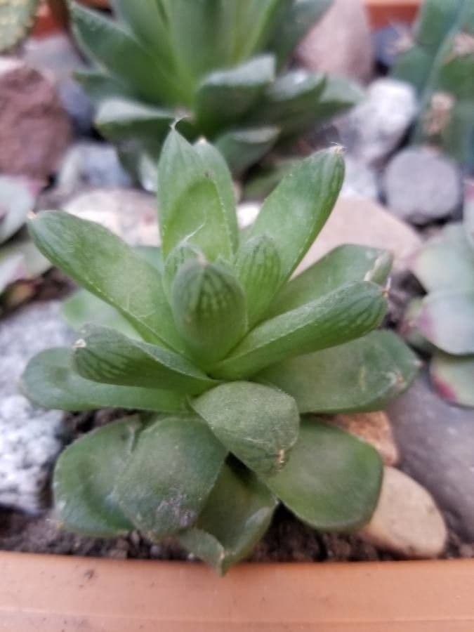 Haworthia 4