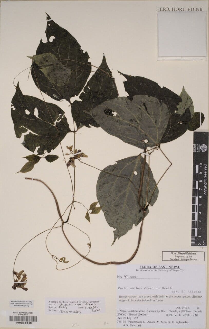 Cochlianthus 5
