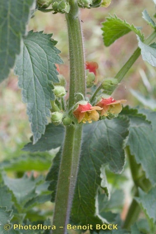 Ropucha 10
