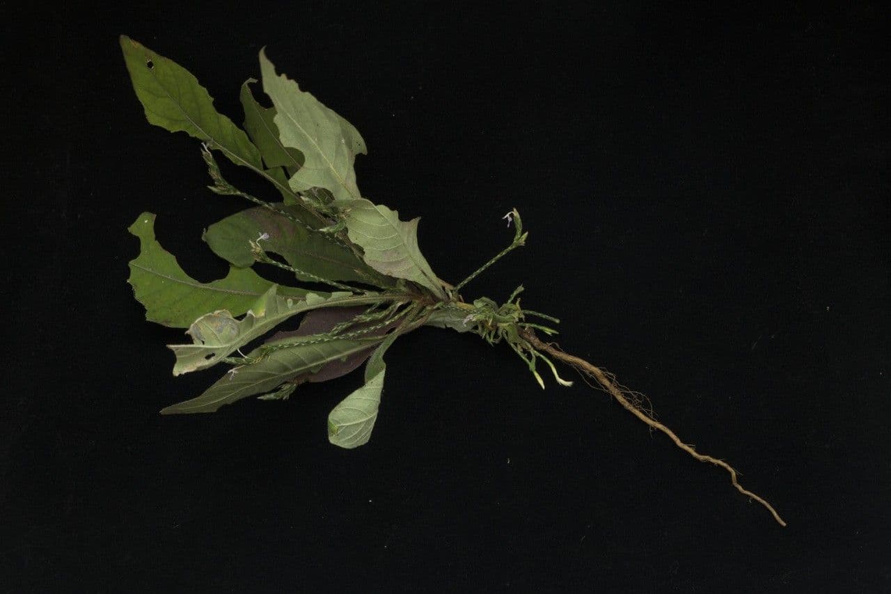 Scaglia viola 16