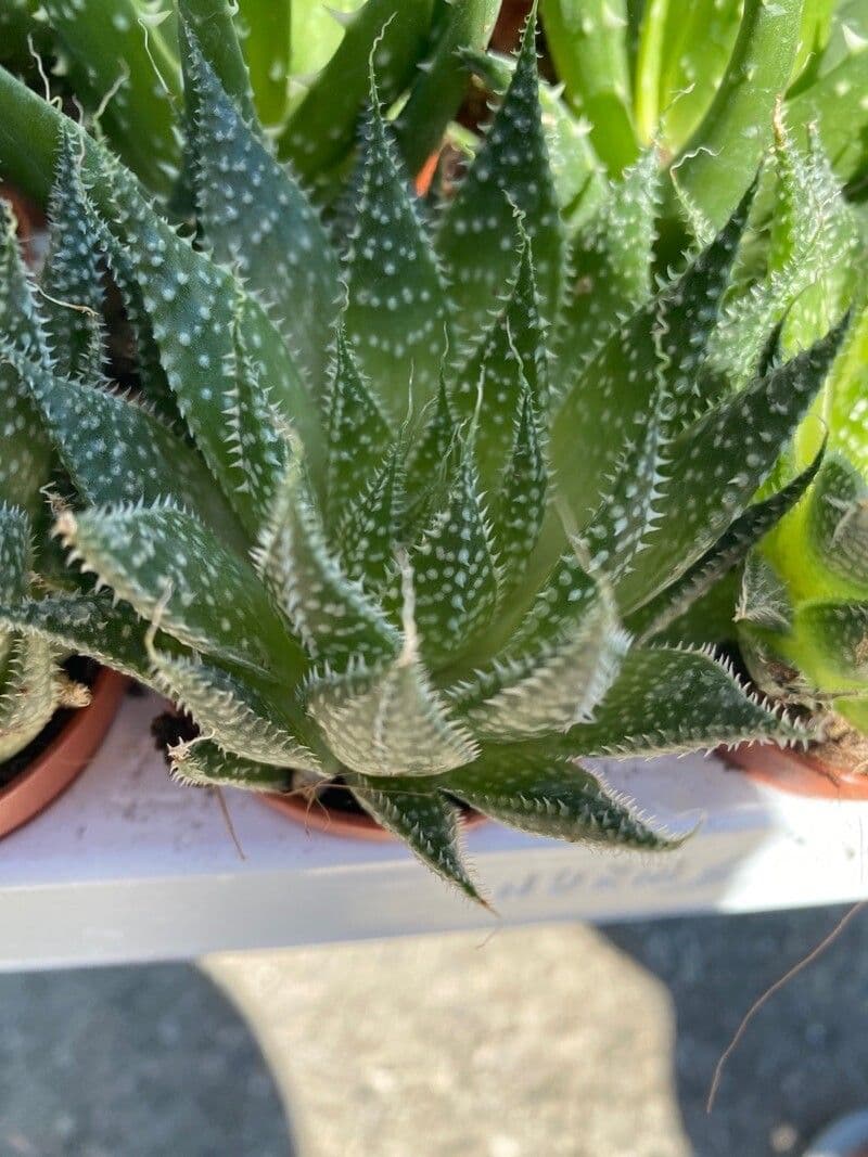 Haworthia 2