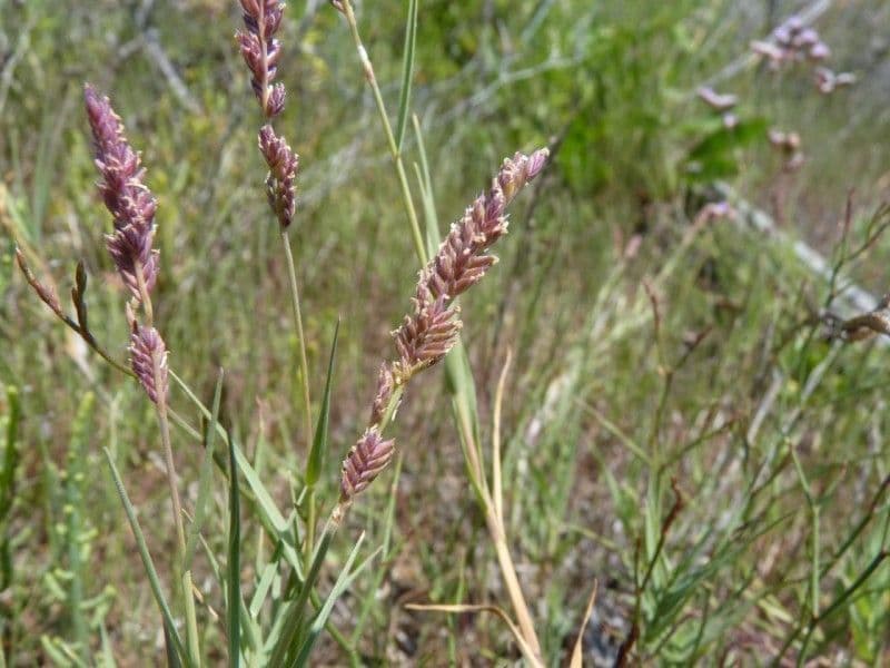 Aeluropus 26