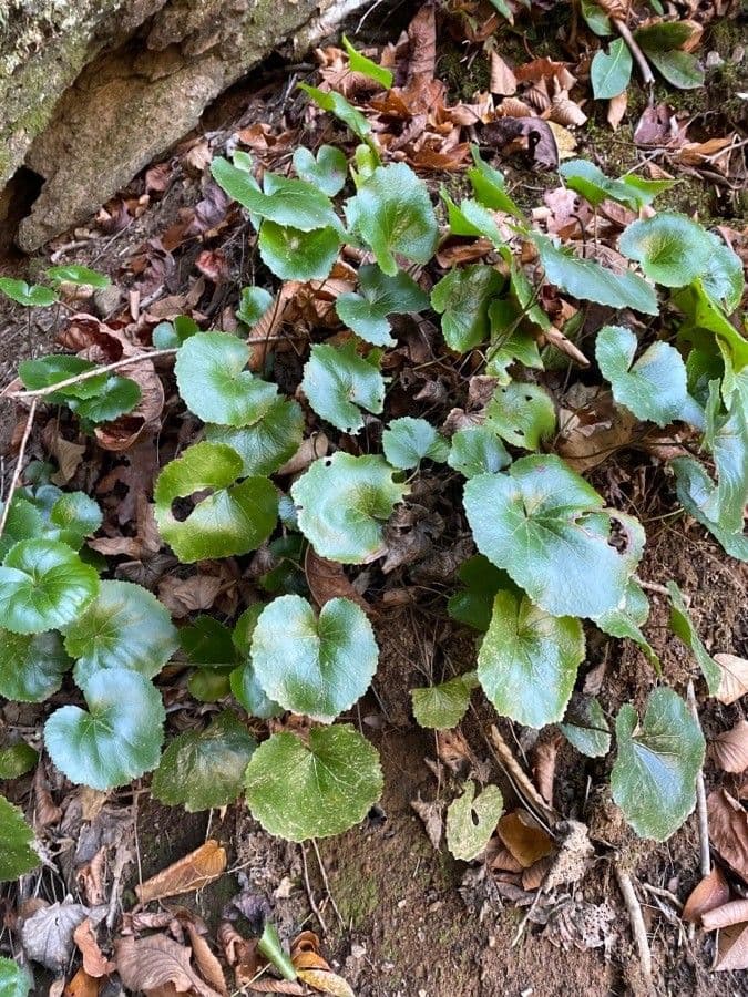 Galax urceolata 17