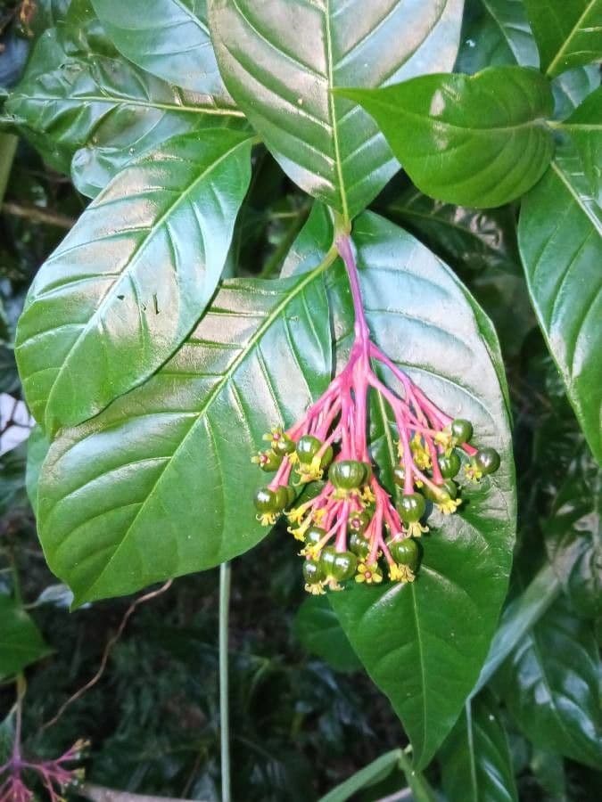 Palicourea crocea 23