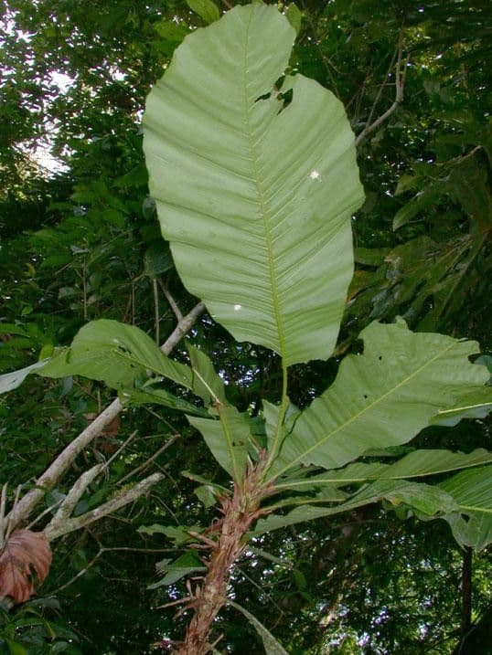 Cespedesia 19