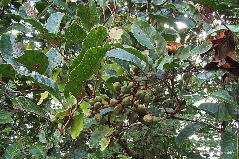 Cupaniopsis 5