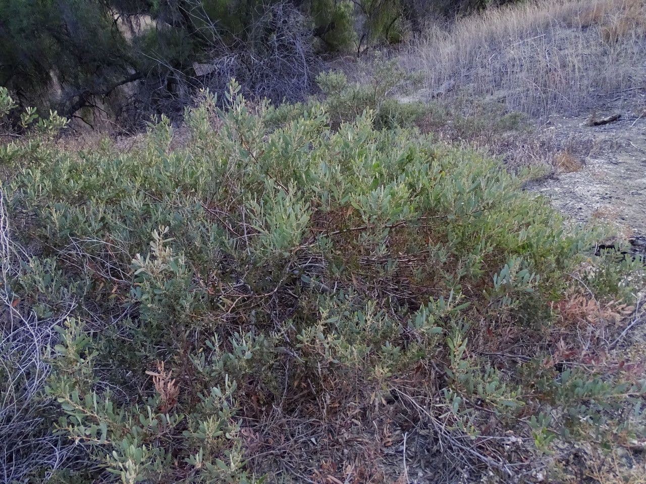 Acacia 9