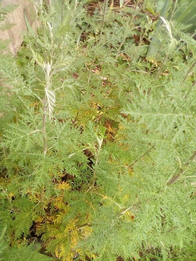 Artemisia afra 7