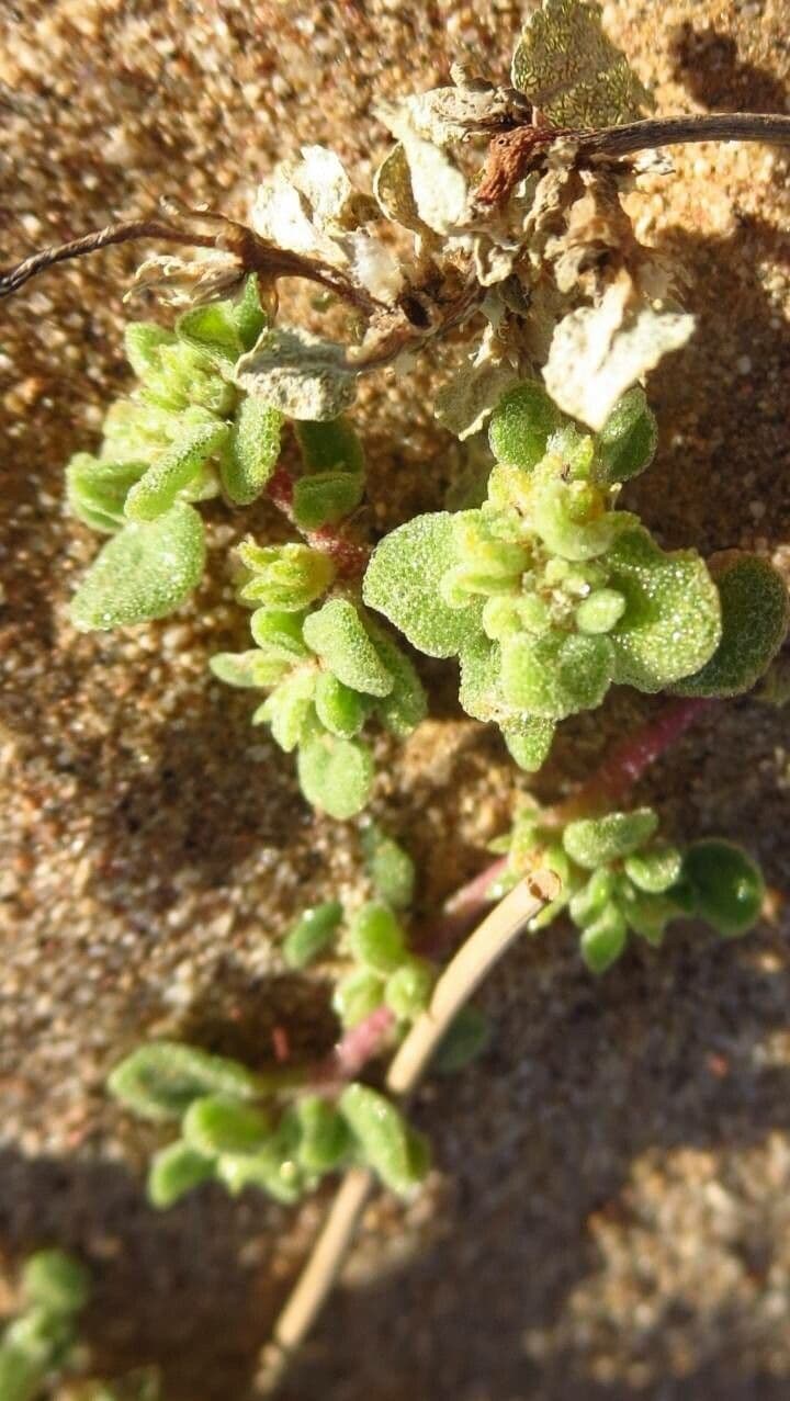 Traganum 7