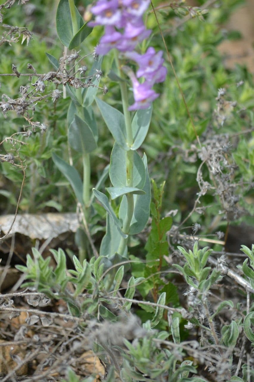 Penstemon secundiflorus 12