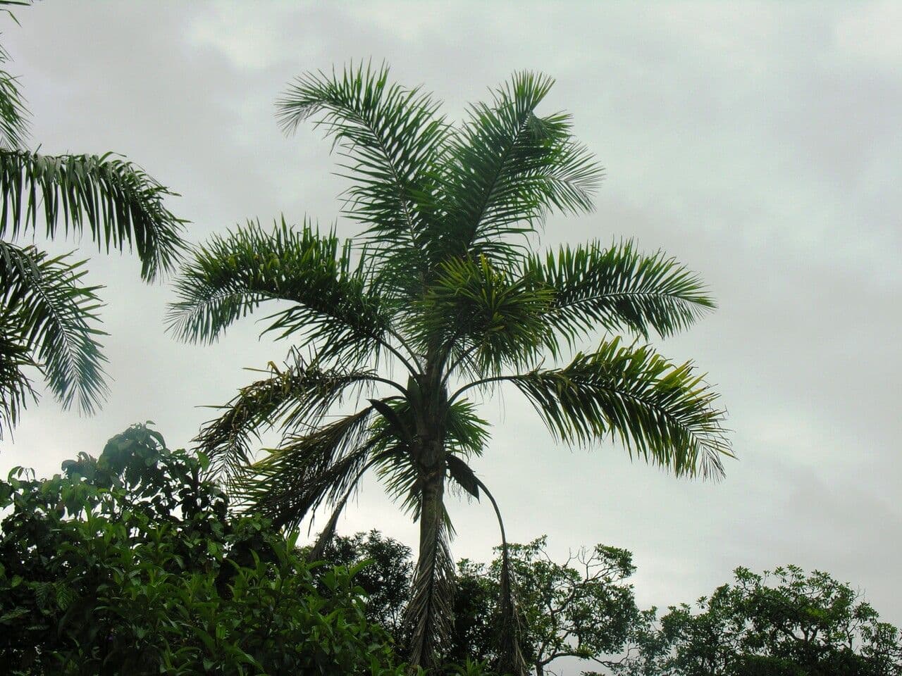 Syagrus
