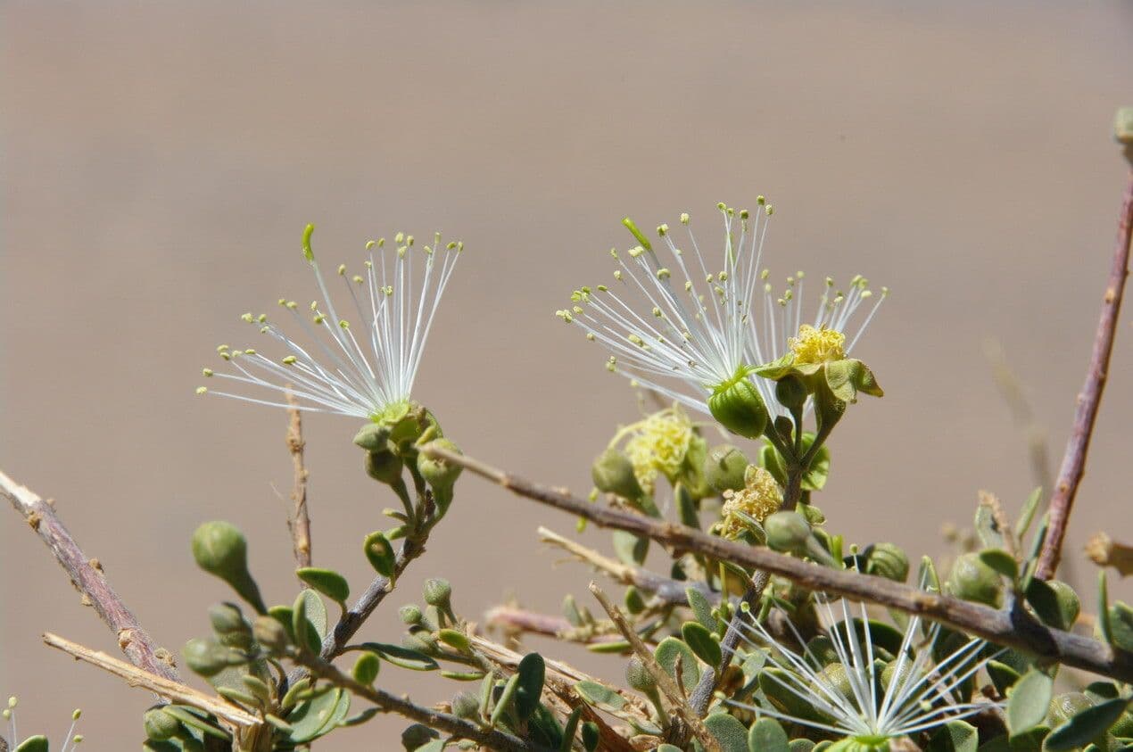 Dickblättrige Maerua 5