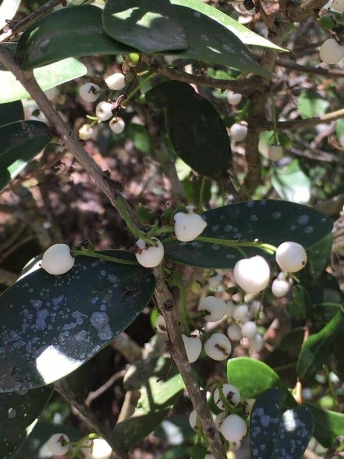 Daphnopsis
