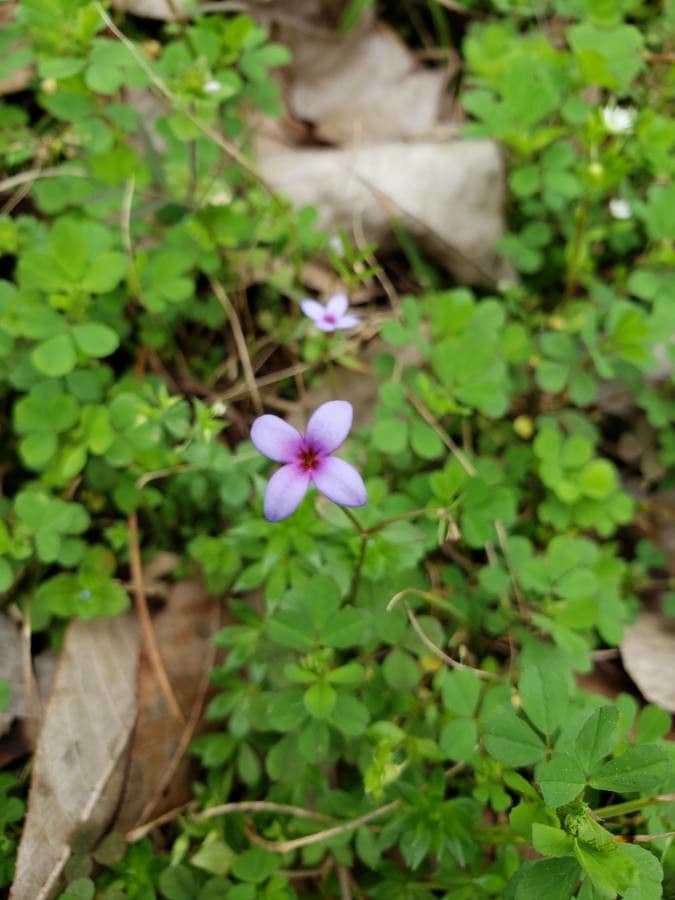 Houstonia micrantha 3