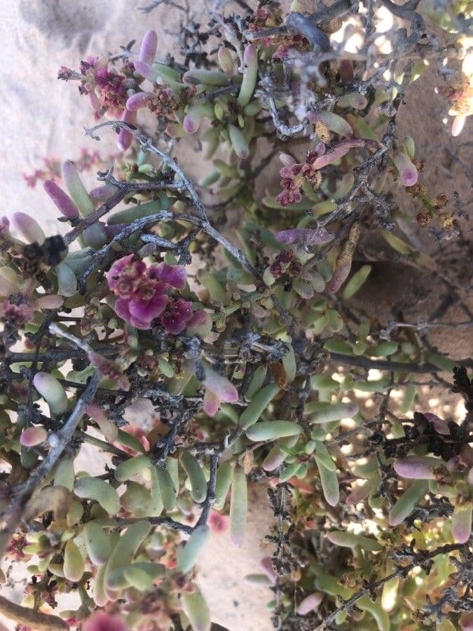 Salsola oppositifolia 20