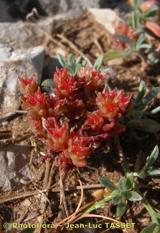 Sedum litorale