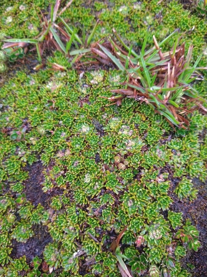 Azorella 8