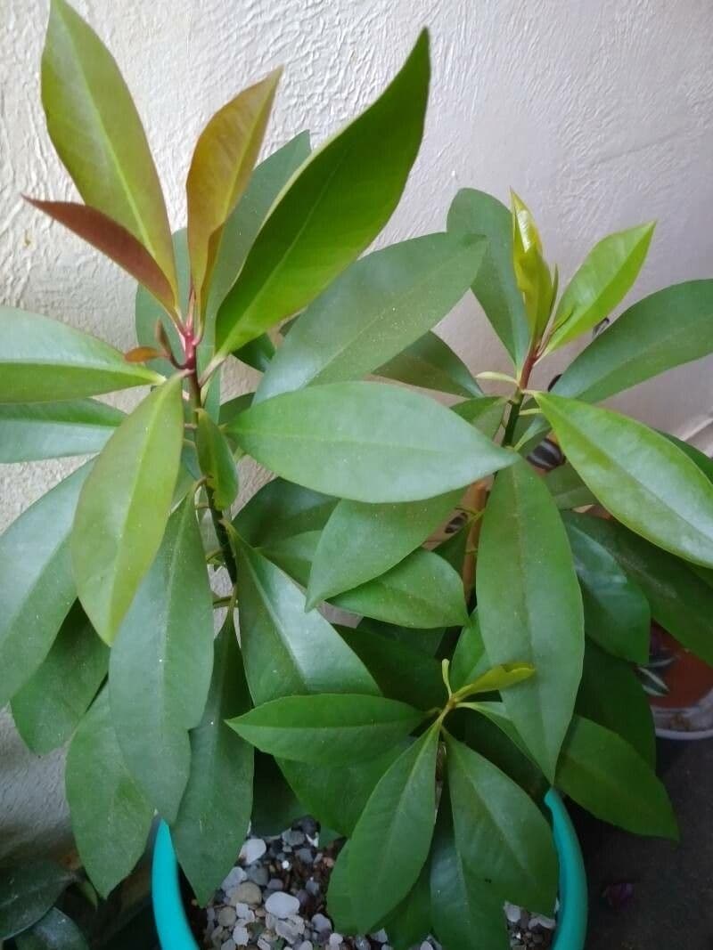 Ardisia eliptická 15