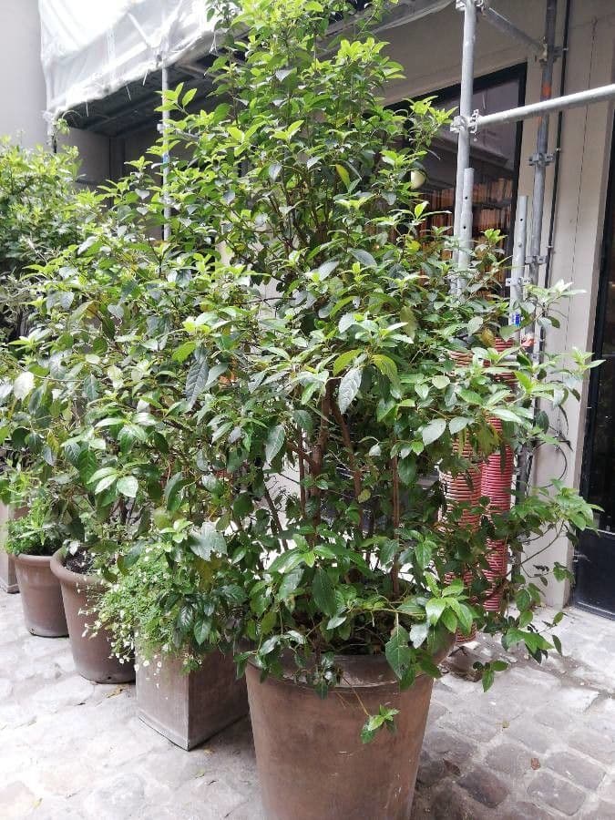 Acalypha 13