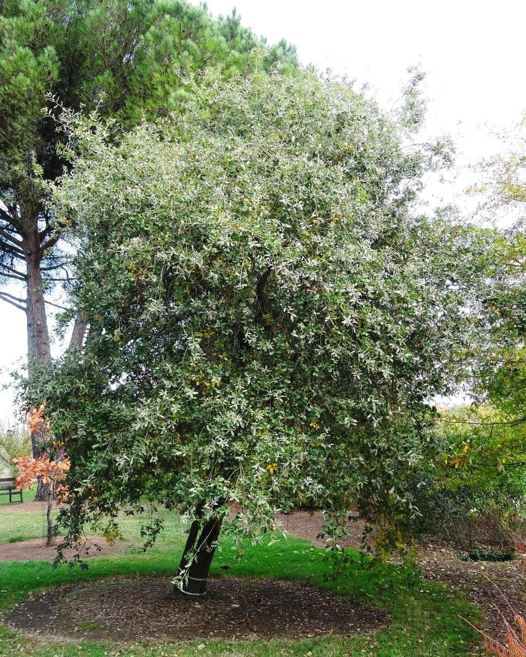 Quejigo 11