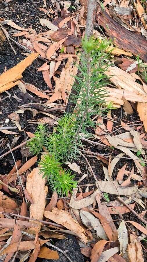 Grevillea ginepro 10