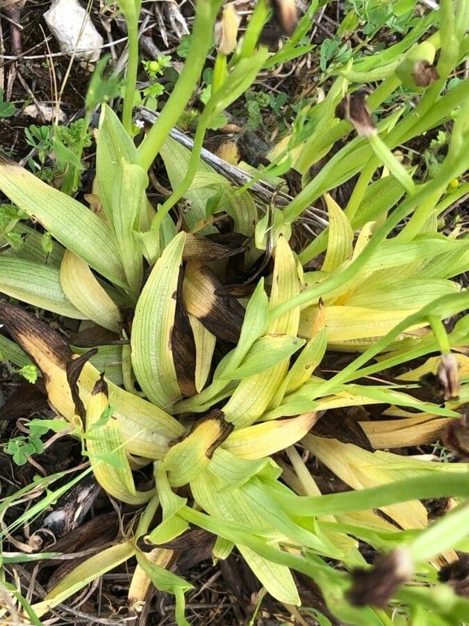 Ophrys speculum 19