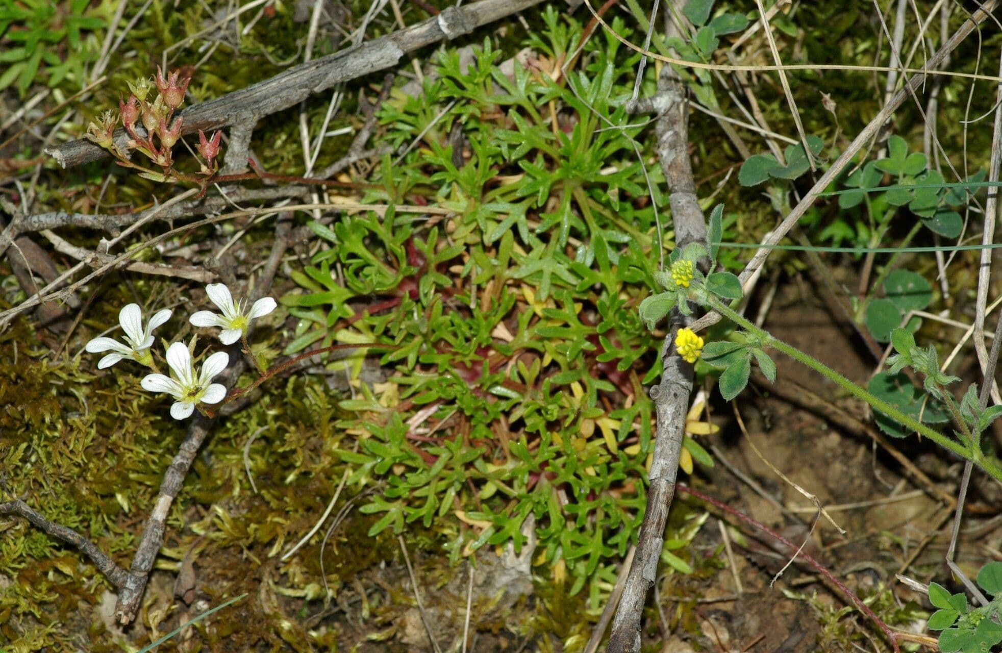 Sassifraga cuneata 3