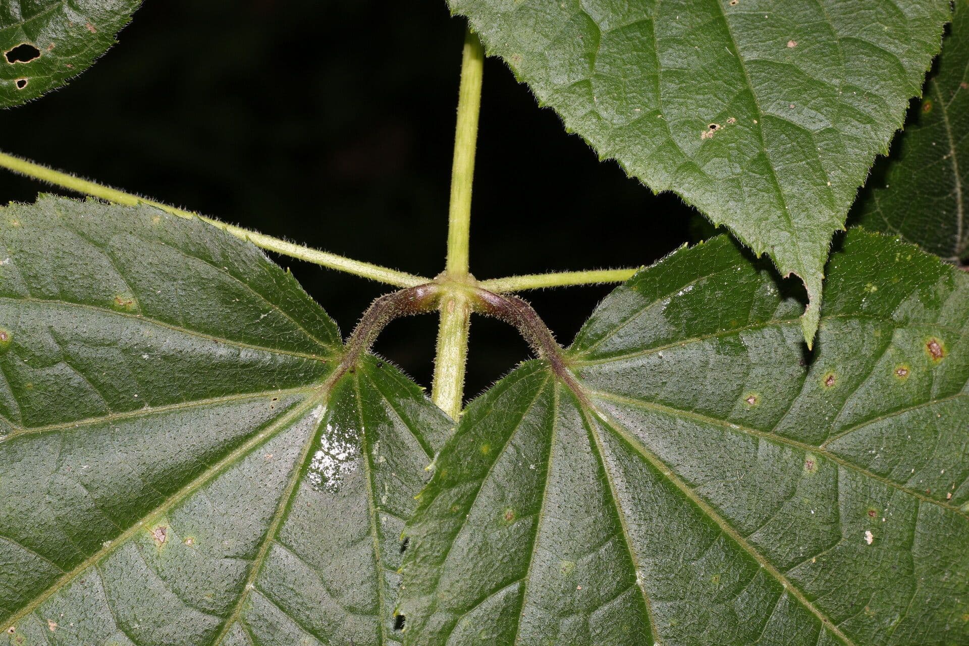 Eupatoriastrum 4