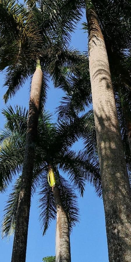 Palma real cubana 14