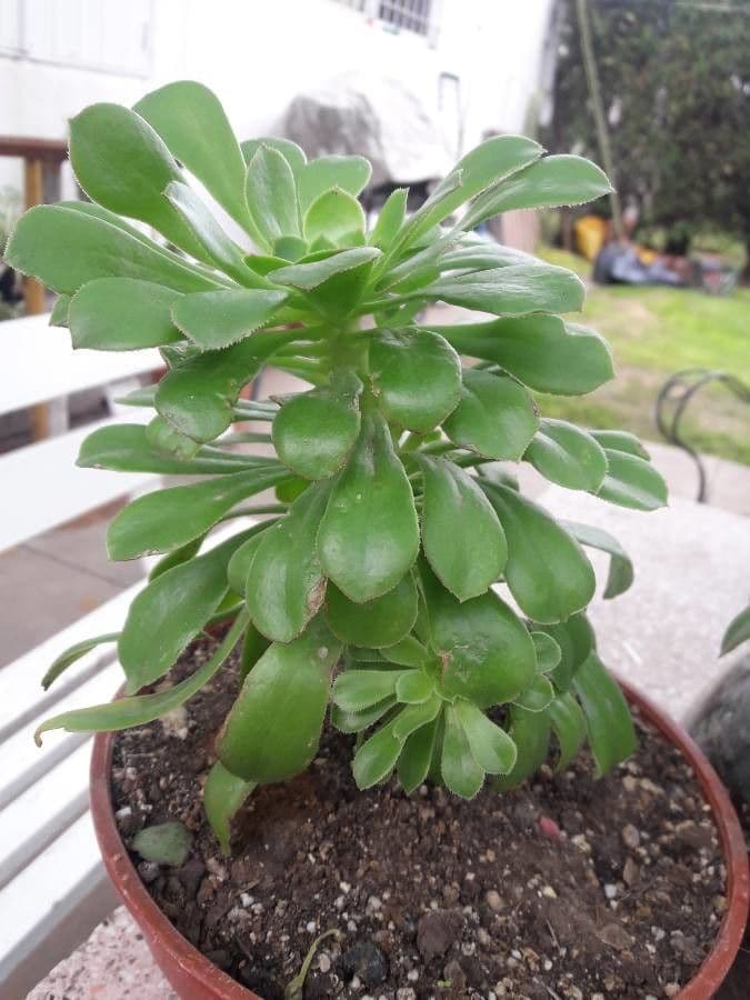 Aeonium 4
