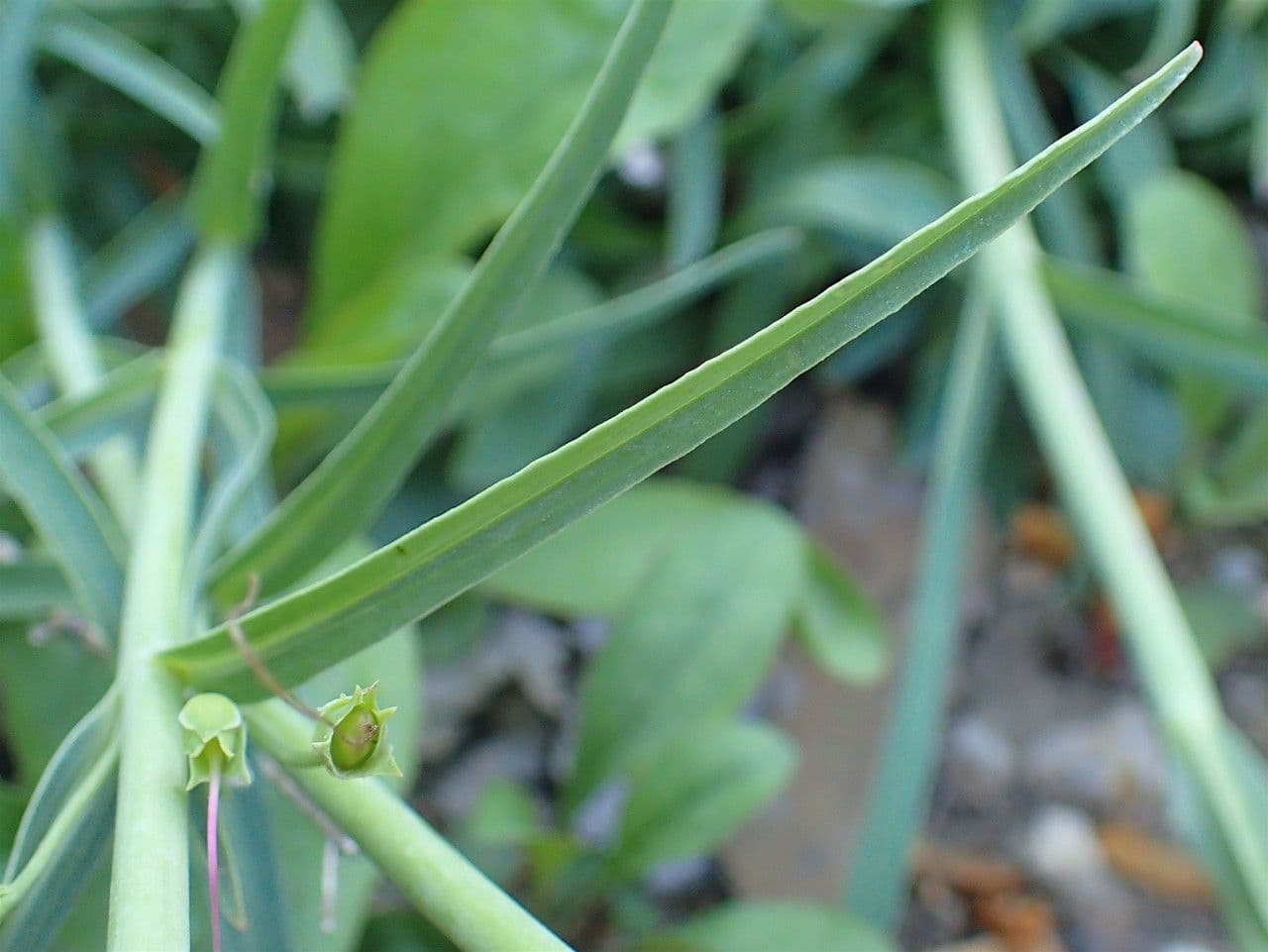Penstemon barbato 19