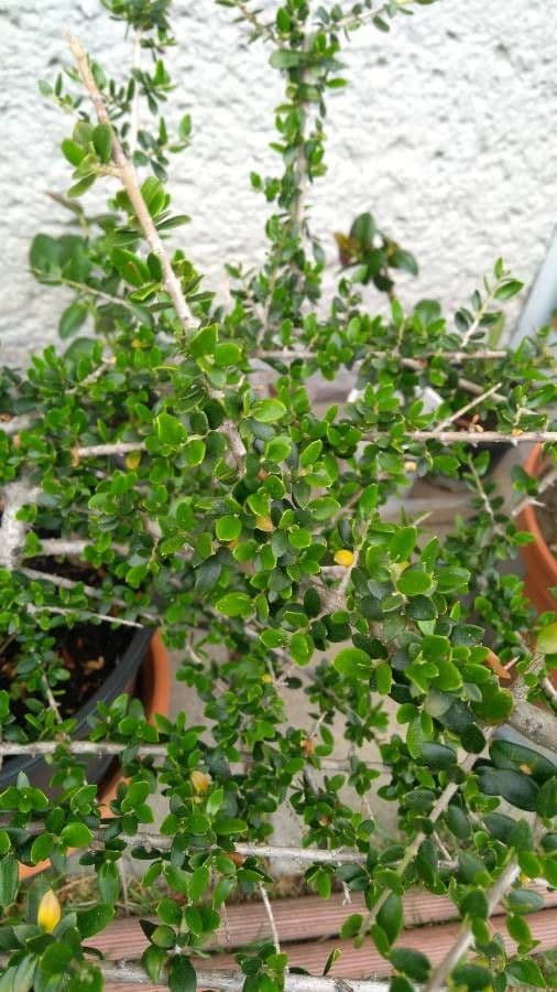 Randia Aculeata 20