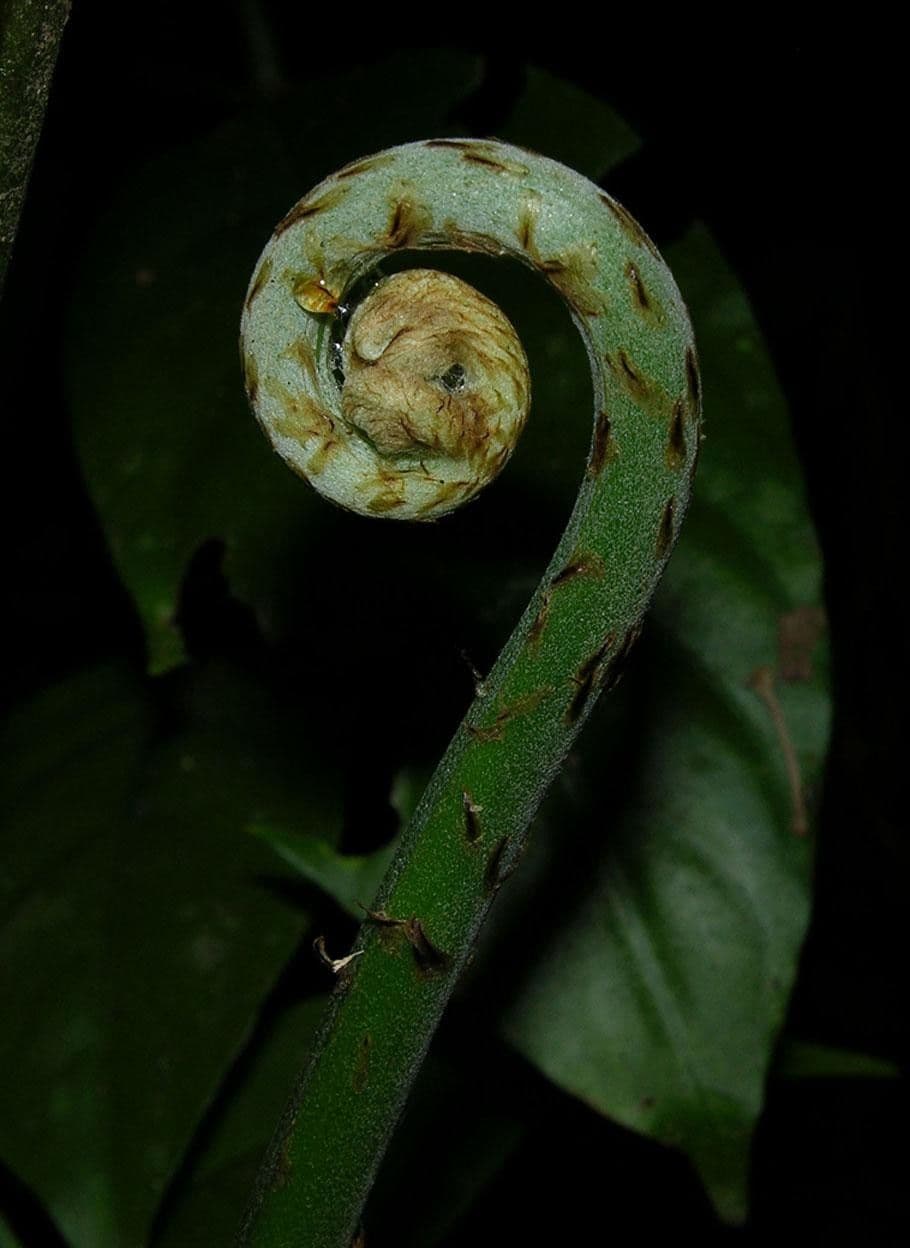 Pteris altissima