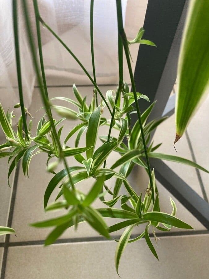 Chlorophytum 27